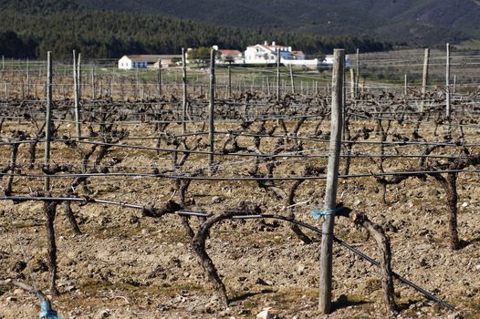 Vineyards pruned in the winter season,  Alentejo, Portugal