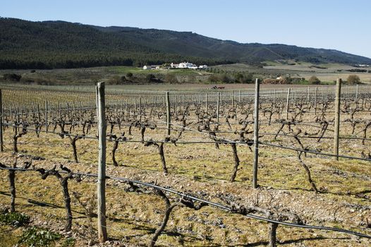 Vineyards pruned in the winter season,  Alentejo, Portugal