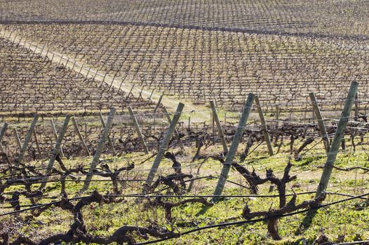 Vineyards pruned in the winter season,  Alentejo, Portugal