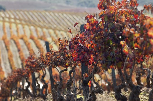 Colorful vineyards in the fall season,  Alentejo, Portugal