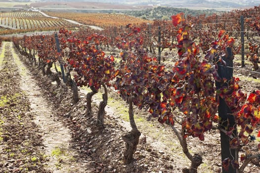 Colorful vineyards in the fall season,  Alentejo, Portugal