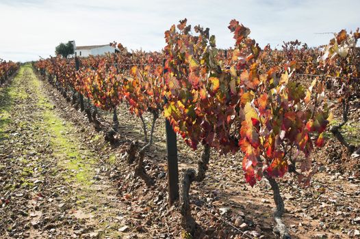 Colorful vineyards in the fall season,  Alentejo, Portugal