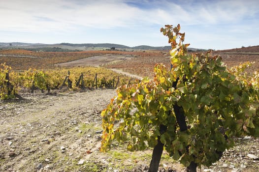 Colorful vineyards in the fall season,  Alentejo, Portugal