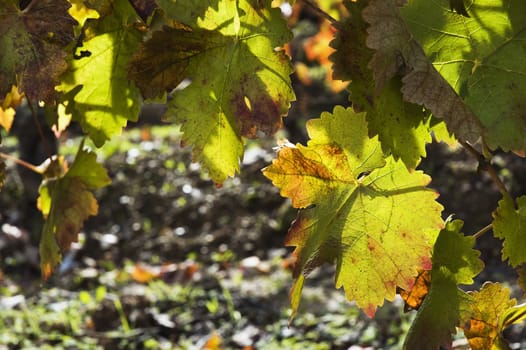 Colorful vineyards in the fall season,  Alentejo, Portugal