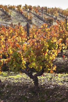 Colorful vineyards in the fall season,  Alentejo, Portugal