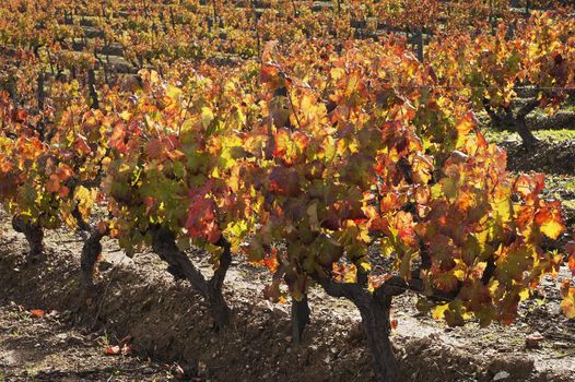 Colorful vineyards in the fall season,  Alentejo, Portugal