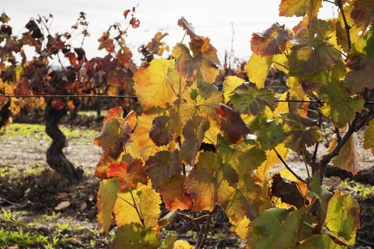 Colorful vineyards in the fall season,  Alentejo, Portugal