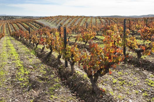 Colorful vineyards in the fall season,  Alentejo, Portugal