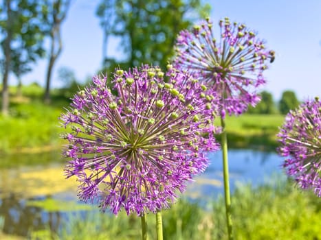pink flowers near the small blue pond against the blue sky