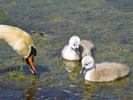 Two little swans with parent on the water