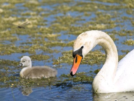 Little swan with parent swimming at the water with ooze