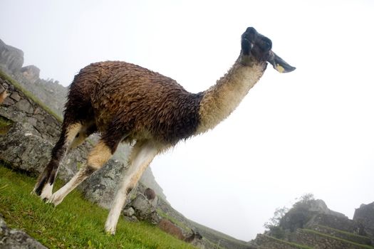 Machu Picchu is a pre-Columbian Inca site located 2,430 metres (8,000 ft) above sea level. It is situated on a mountain ridge above the Urubamba Valley in Peru, which is 80 kilometres (50 mi) northwest of Cusco and through which the Urubamba River flows. The river is a partially navigable headwater of the Amazon River. Often referred to as "The Lost City of the Incas", Machu Picchu is one of the most familiar symbols of the Inca Empire.