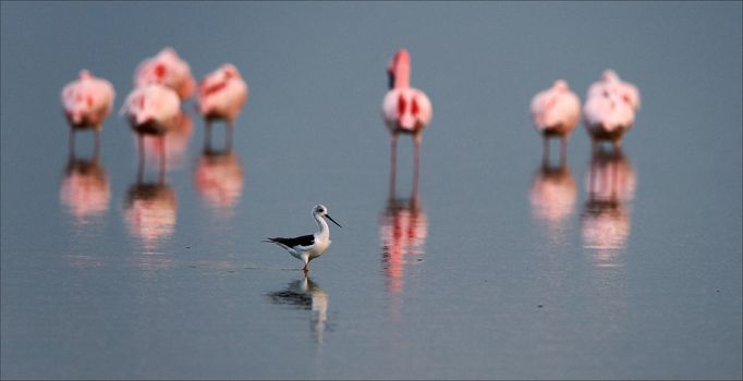 Flamingos or flamingoes are gregarious wading birds in the genus Phoenicopterus, the only genus in the family Phoenicopteridae. There are four flamingo species in the Americas and two species in the Old World.