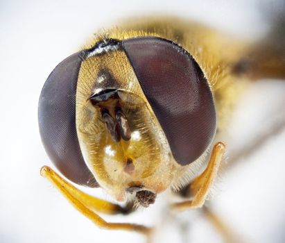 Very detailed macro portrait of bee