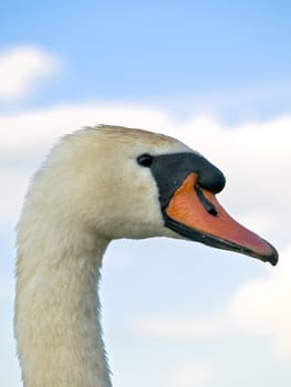 swan portrait against the blue sky