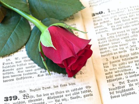 red rose at the old open book