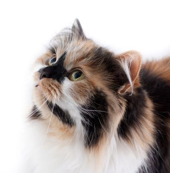 Cat on white background