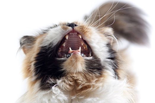 Cat on white background