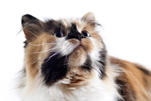 Cat on white background