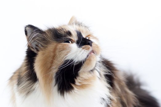 Cat on white background