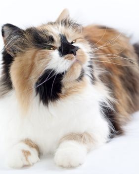 Cat on white background