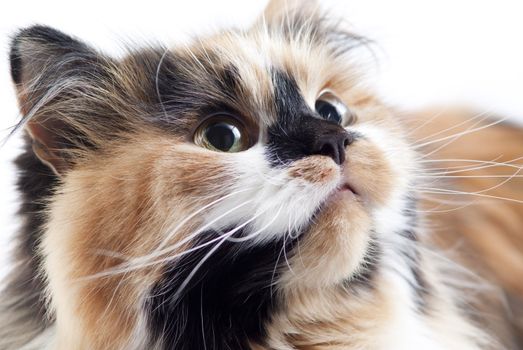 Cat on white background