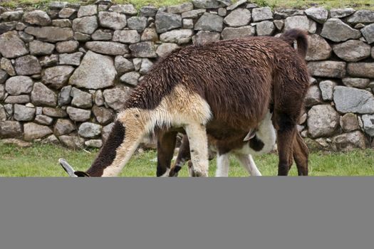 Machu Picchu is a pre-Columbian Inca site located 2,430 metres (8,000 ft) above sea level. It is situated on a mountain ridge above the Urubamba Valley in Peru, which is 80 kilometres (50 mi) northwest of Cusco and through which the Urubamba River flows. The river is a partially navigable headwater of the Amazon River. Often referred to as "The Lost City of the Incas", Machu Picchu is one of the most familiar symbols of the Inca Empire.