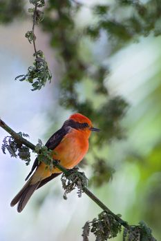 The Vermilion Flycatcher, Pyrocephalus rubinus, is a small passerine bird that can be found in the southwestern United States, Central America, and northern and central South America, and southwards to central Argentina; also in the Galapagos Islands. This is the only species in the genus Pyrocephalus. 