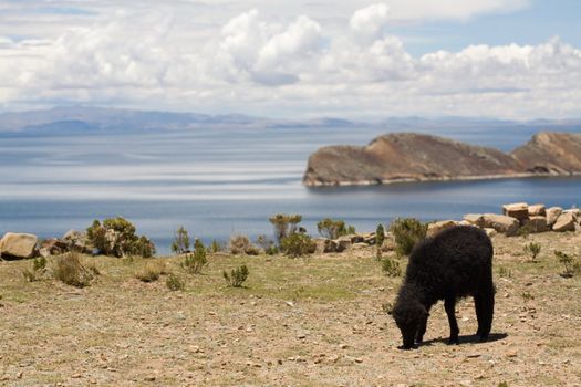 Situated on the Bolivian side of the lake with regular boat links to the Bolivian town of Copacabana, Isla del Sol ("Island of the sun") is one of the lake's largest islands.