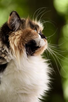 Cat sit near the window