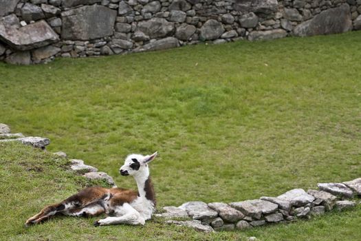 Llamas in Machu Picchu - Peru.