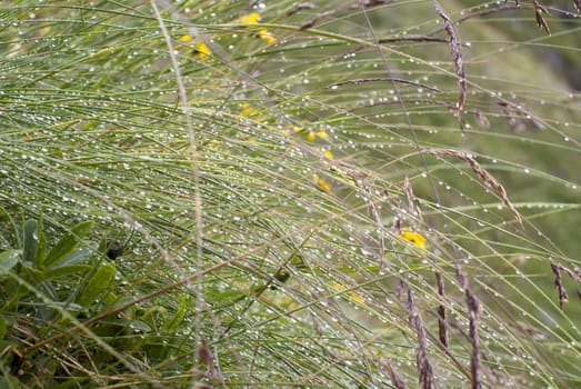 drops of water on a grass