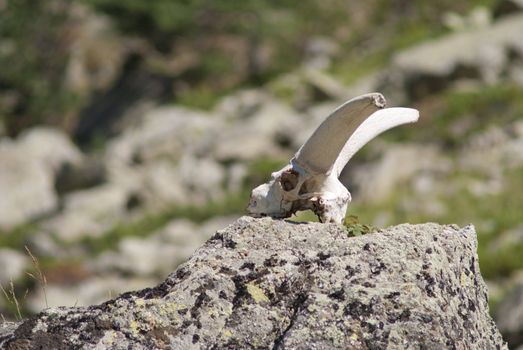 the skull of goat lies on a stone