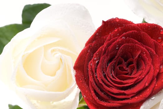 Two roses, red and white with dewdrops