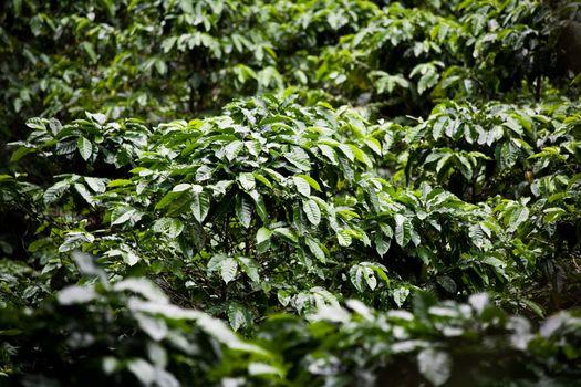 Many coffee plants on plantation in Costa Rica