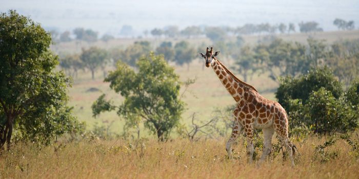 Uganda. Queen Elizabeth National Park.The giraffe walks on savanna.