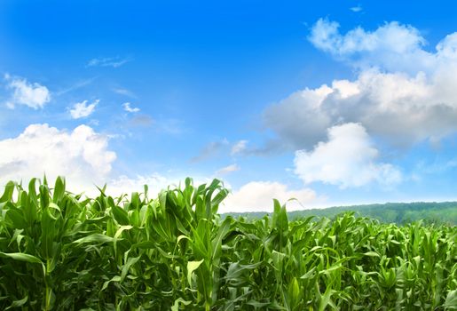 Field of young corn growing in the month of July