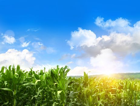 Field of young corn growing in the month of July