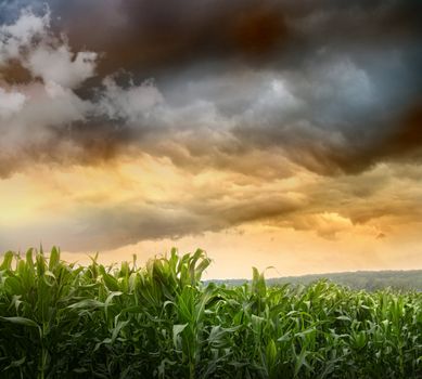 Dark skies looming over corn fields at sunset