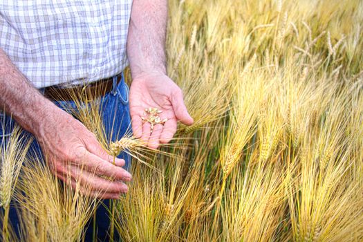 Hands with holding wheat grains in field 