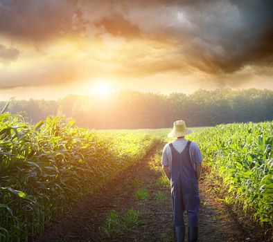 Farmer walking in corn fields with beautiful sunset