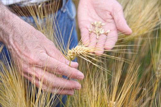 Hands holding wheat in the field