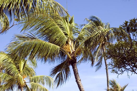 Indonesia, Bali Island with green, tropical palm trees and blue sky as background.