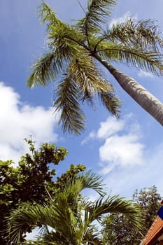 Indonesia, Bali Island with green, tropical palm trees and blue sky as background.