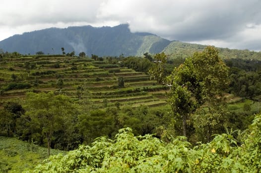 Indonesia, Bali Island with typical landscape. Green rice fields, palm trees, mountains and volcano.