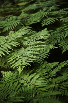 Fern Full Frame