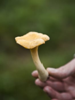 Hand holding a Chantarelle