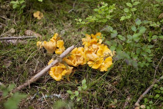 Chantarelles in the forrest