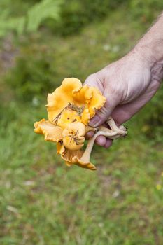 Hand holding a bunch of Chantarelles