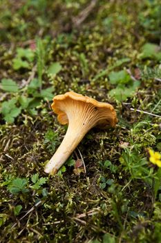 Chantarelle in the forrest